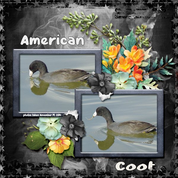 14-11-American Coot small.jpg