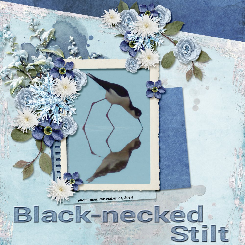 14-11-Black-necked Stilt.jpg