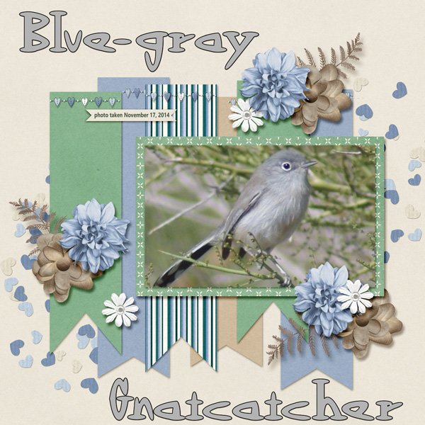 14-11-Blue-gray Gnatcatcher small.jpg