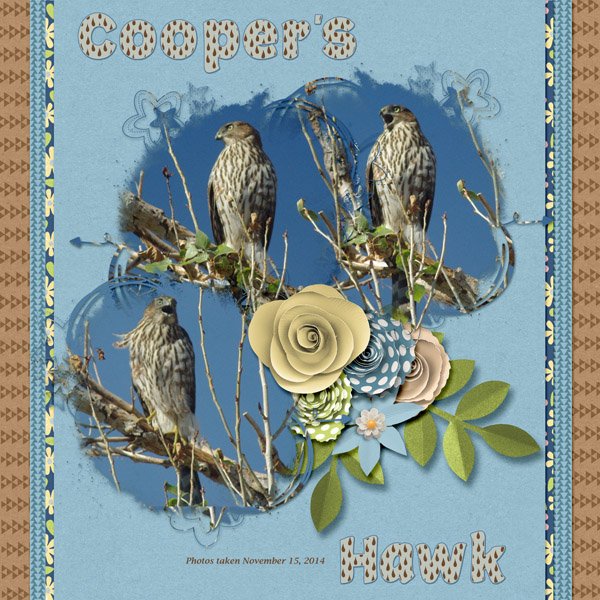 14-11-Cooper's Hawk small.jpg
