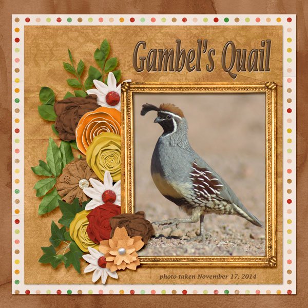14-11-Gambel's Quail small.jpg