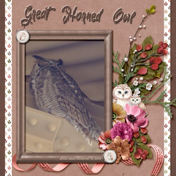 14-11-Great Horned Owl small.jpg