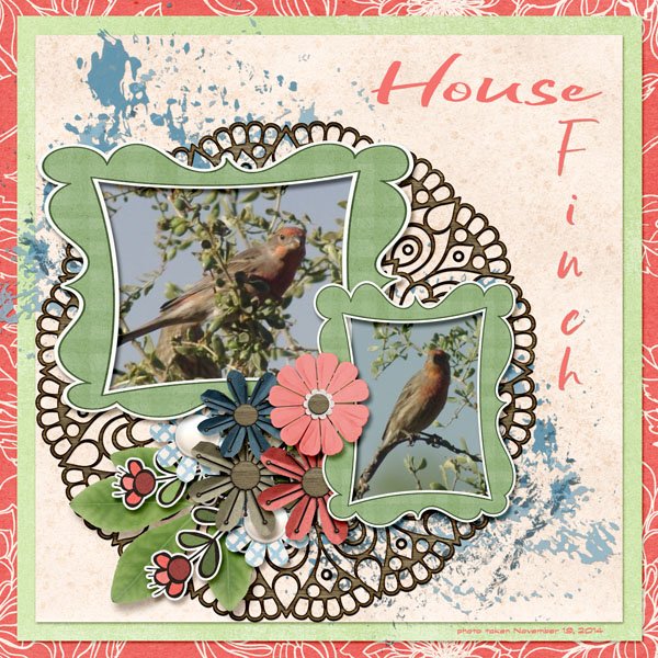 14-11-House Finch small.jpg