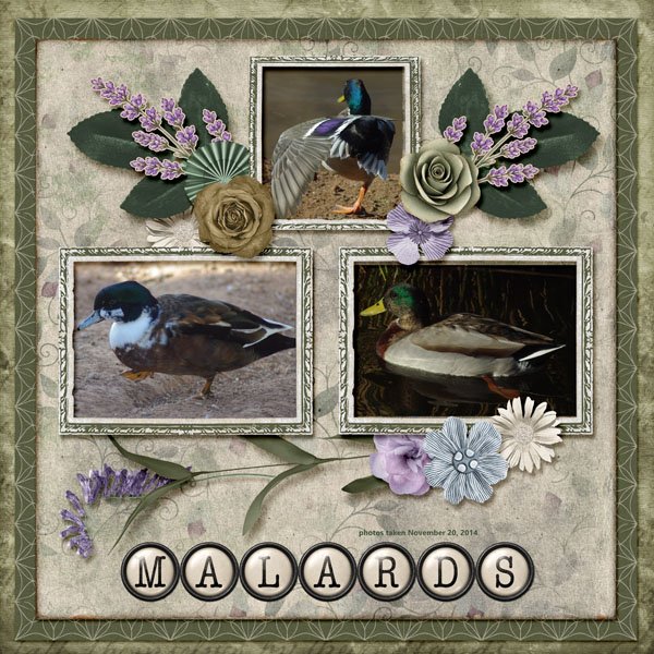 14-11-Mallards small.jpg