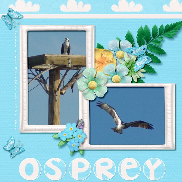 14-11-Osprey small.jpg