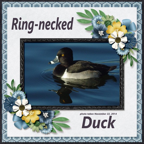 14-11-Ring-necked Duck small.jpg