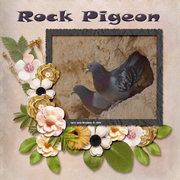 14-11-Rock Pigeon small.jpg