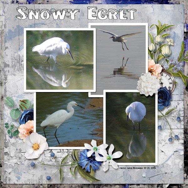 14-11-Snowy Egret small.jpg