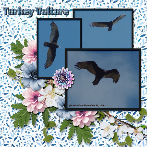14-11-Turkey Vulture small.jpg