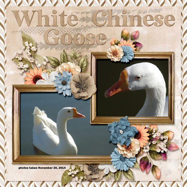 14-11-White Chinese Goose small.jpg