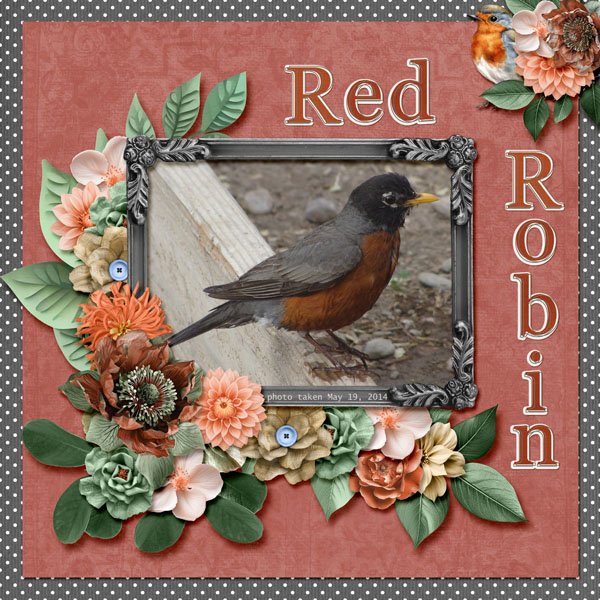 14-5-Red Robin small.jpg