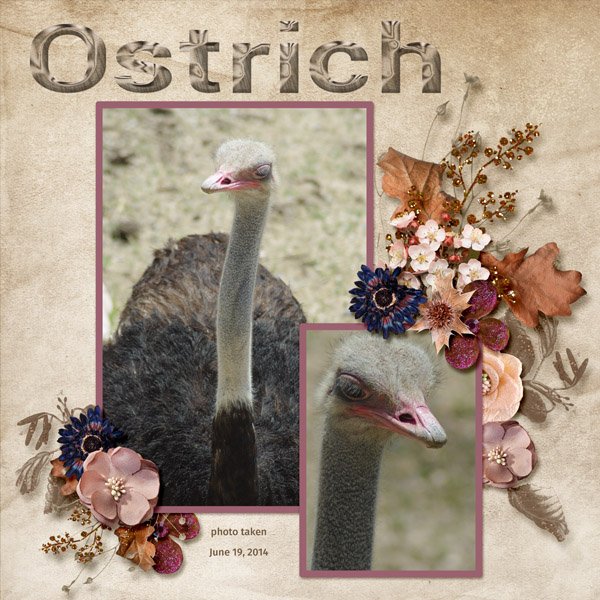 14-6-Ostrich small.jpg