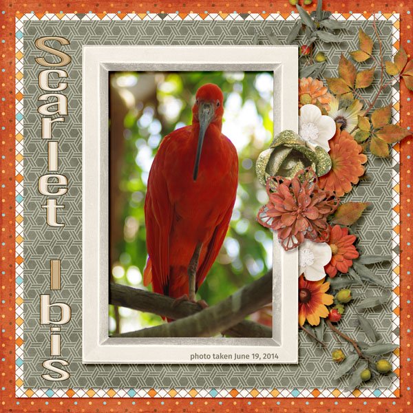 14-6-Scarlet Ibis small.jpg