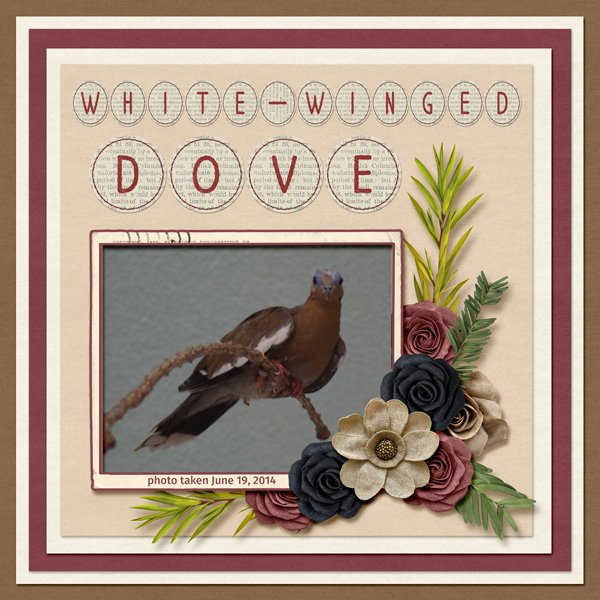 14-6-White-winged Dove small.jpg