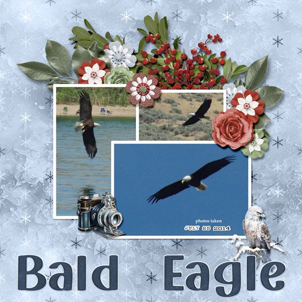 14-7-Bald Eagle small.jpg
