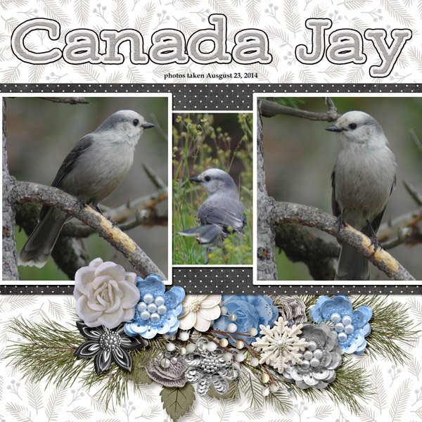14-8-Canada Jay small.jpg