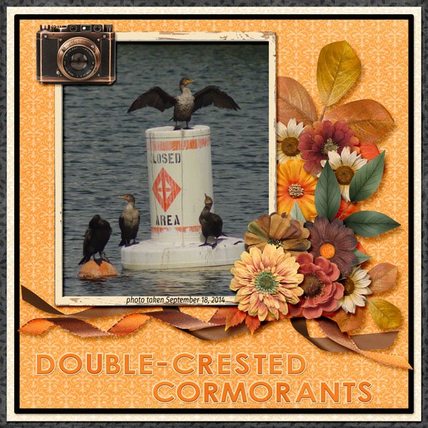 14-8-Double-crested Cormorants small.jpg