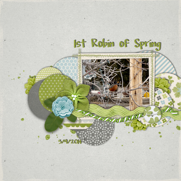 1st Robin of Spring