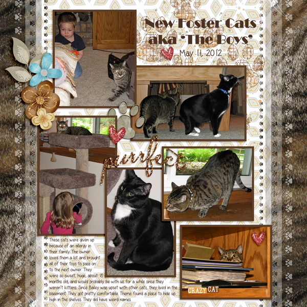 20120511-Foster-cats-arrive