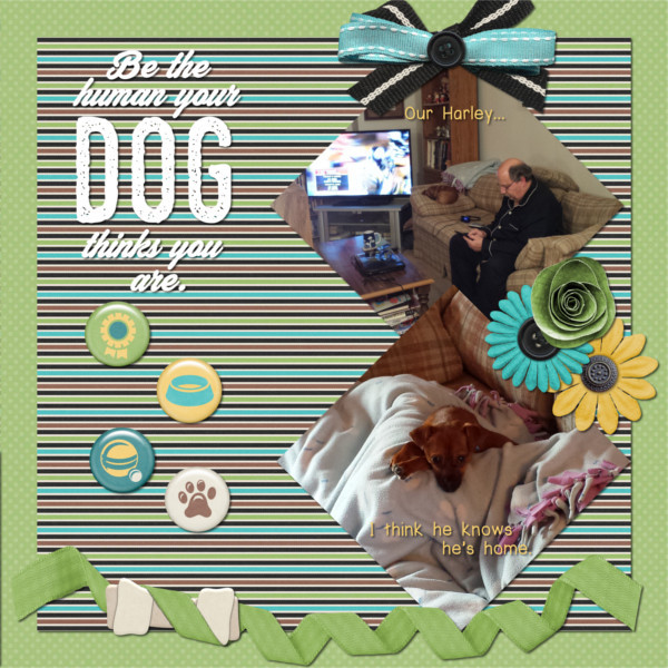 2016-12-27 Harley4 waw_adogslife_TTT32