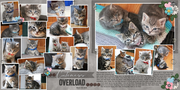 2019-03-20 Kittens