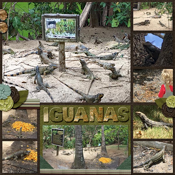 2019 Cruise Iguanas