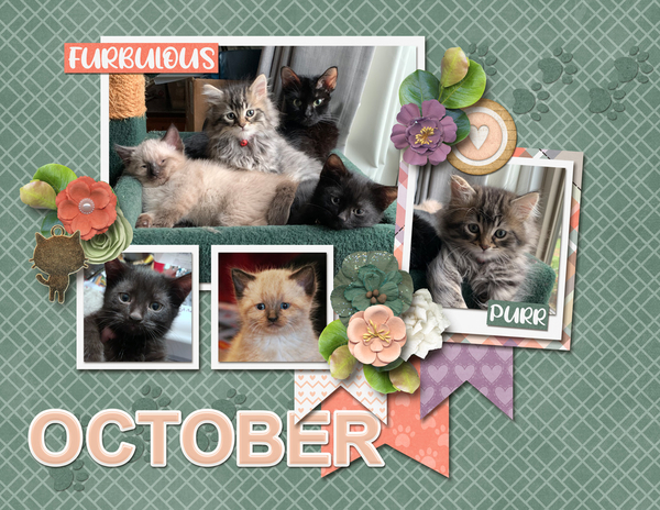 2021 Calendar Templates - Cattitude