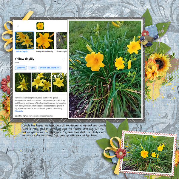 2021 Daylilies