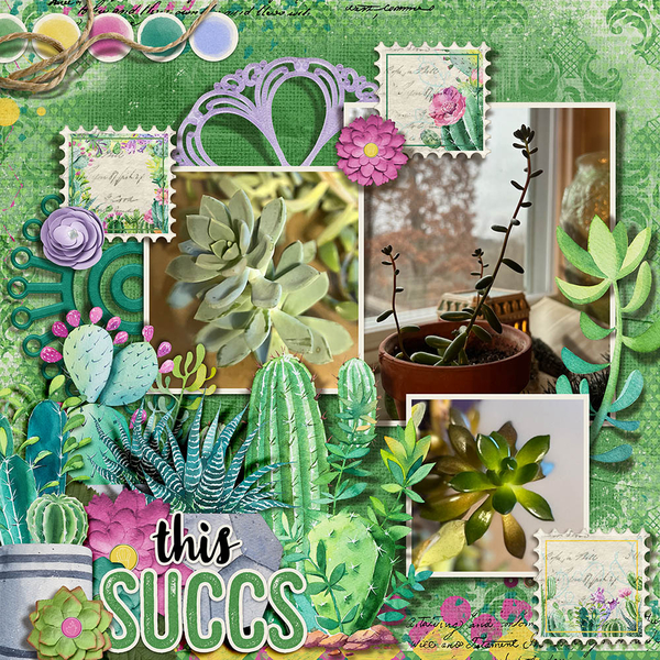 2022 Succulents