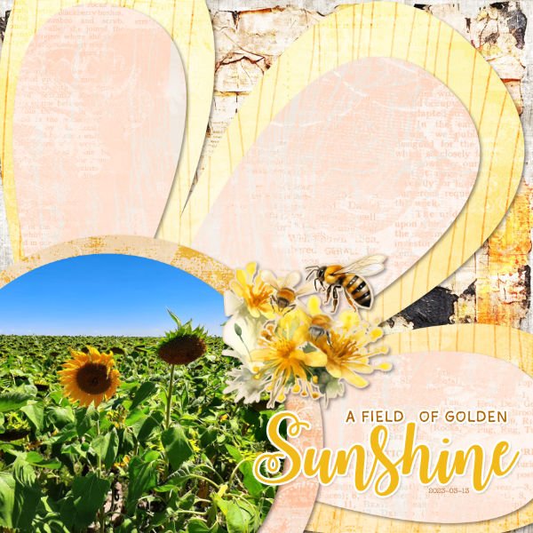 2023-03-13_AFieldofGoldenSunshine