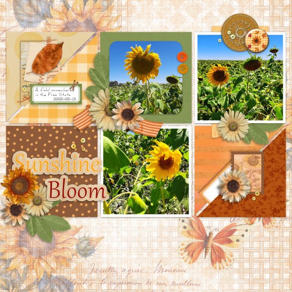 2023-03-13_SunshineBloom