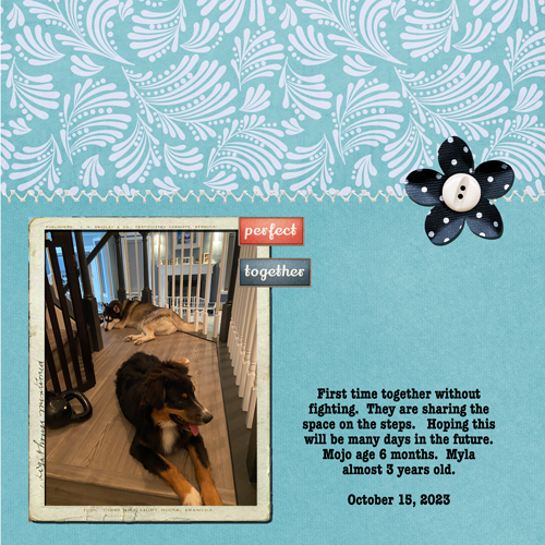 2023-10-15-Myla and Mojo resting