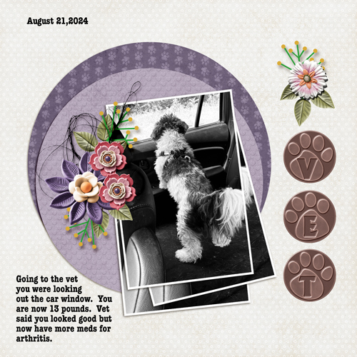 2024-08-21-daisy vet