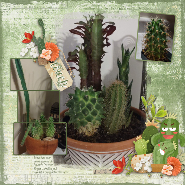 2024-cacti