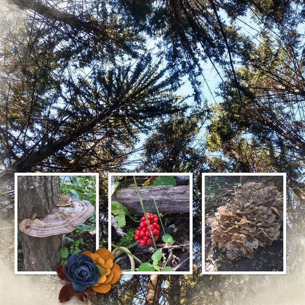 2024-hixon-forest-hikeL