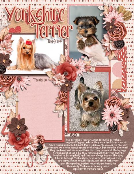 2025 02 Font Challenge Yorkshire Terrier