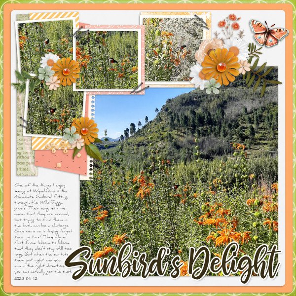 2025-04-12_SunbirdsDelight