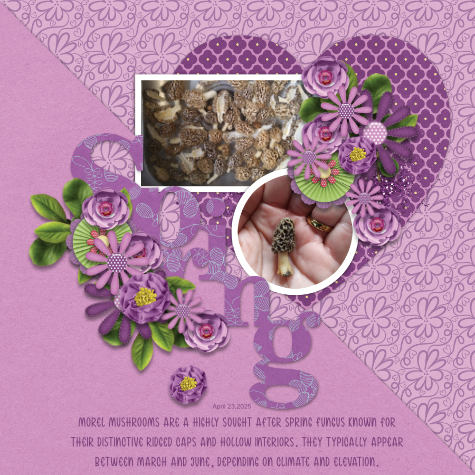 2025-04-GS_photography.png