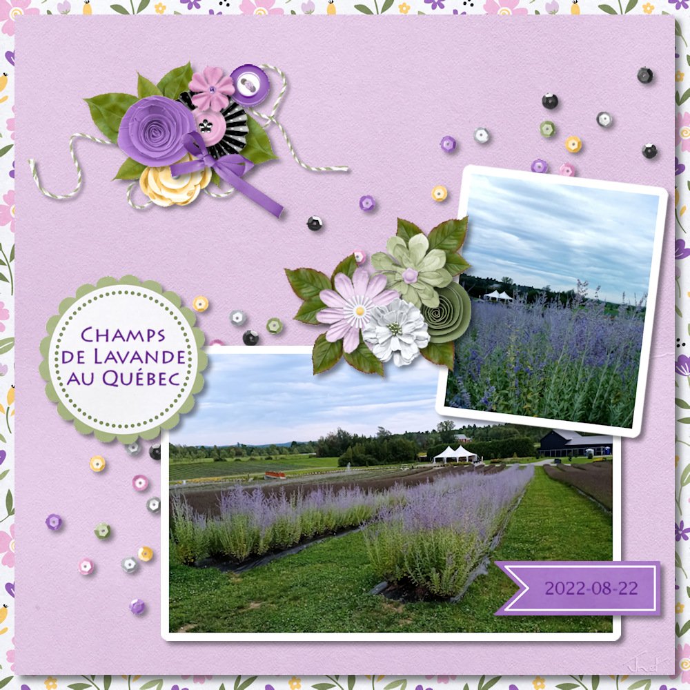 2025-09-26_Lavender.jpg