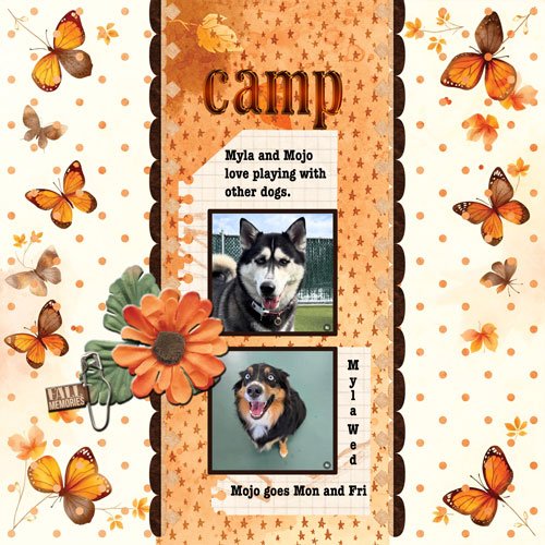 2025-11-9-dogs-camp.jpg