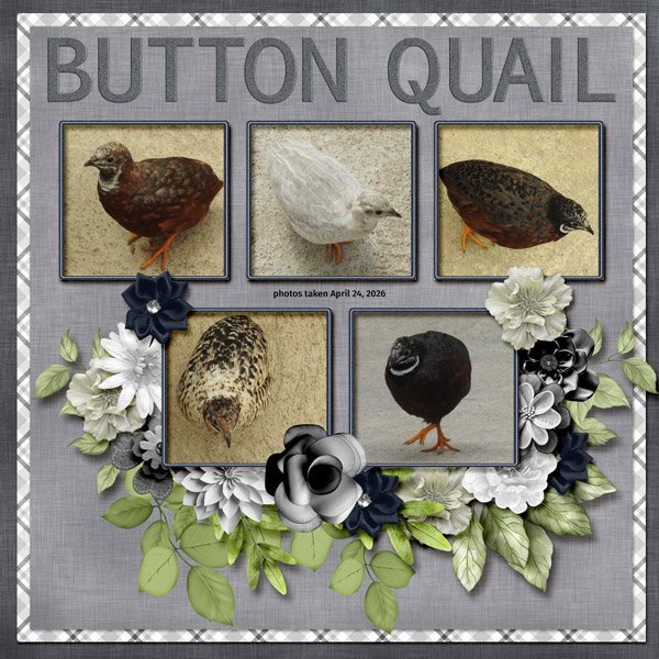 26-4-Button Quail small.jpg