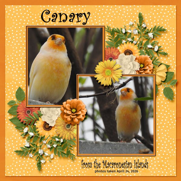 26-4-Canary small.jpg