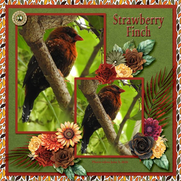 26-6-Strawberry Finch small.jpg