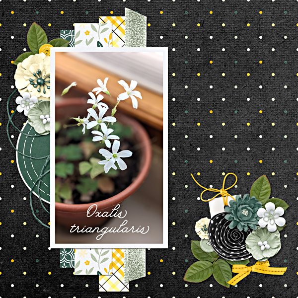2Oxalis Triangularis plant
