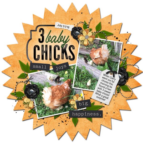 3 Baby Chicks