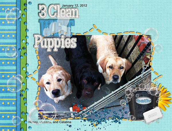 3 Clean WET Puppies