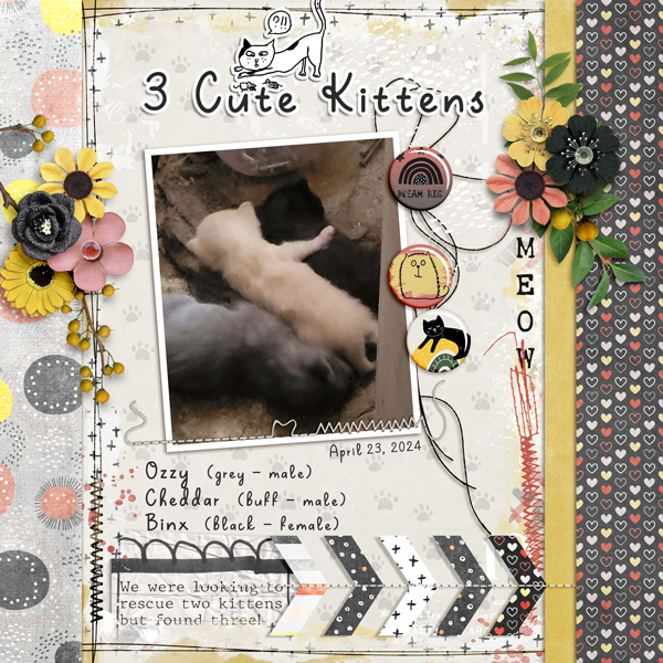 3 Cute Kittens