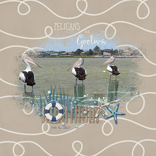 3 Pelicans