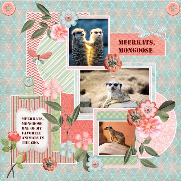 30e - June 2025 Template  -2-  Challenge-Meerkats-Mongoose.jpg