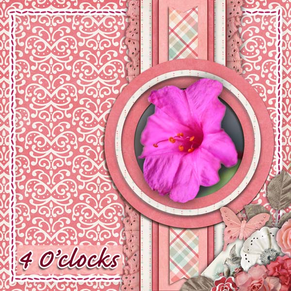 4 o'clocks